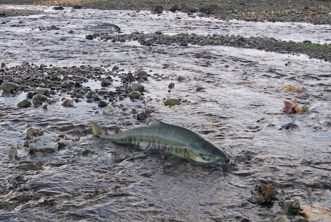 Two fish in shallow water of a gravel river bed with a rocky shoreline in the background.