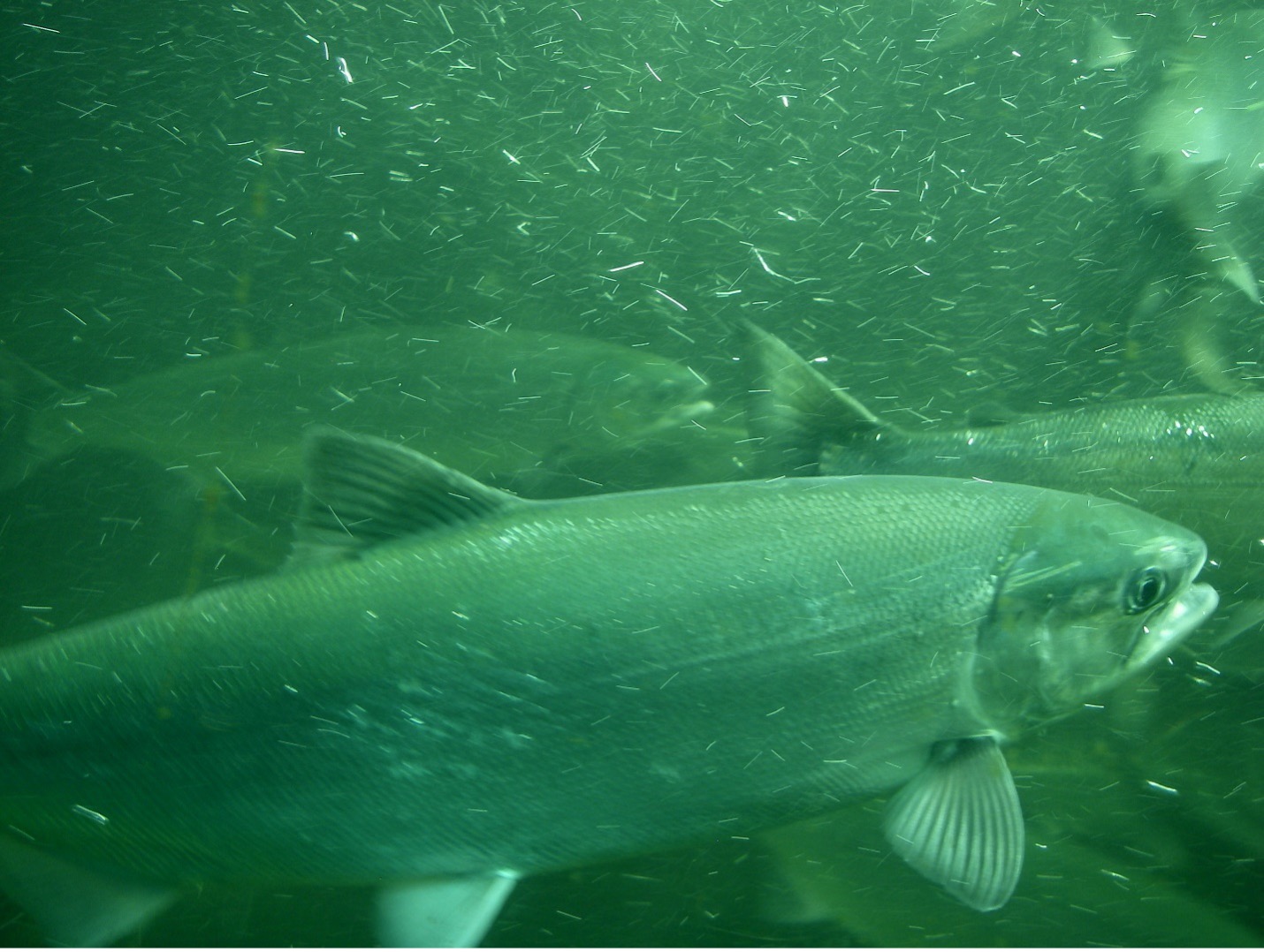 Adult sockeye salmon in the Hiram Chittenden Locks, between the Lake Washington Ship Canal and Shilshole Bay, taken in late June. Photo: Thomas Quinn A close-up of a fish with several behind it in water behind glass.