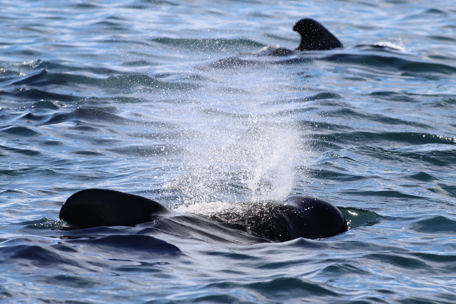 Two pilot whales, one surfacing with a visible spray, the other in the background with only a dorsal fin showing.