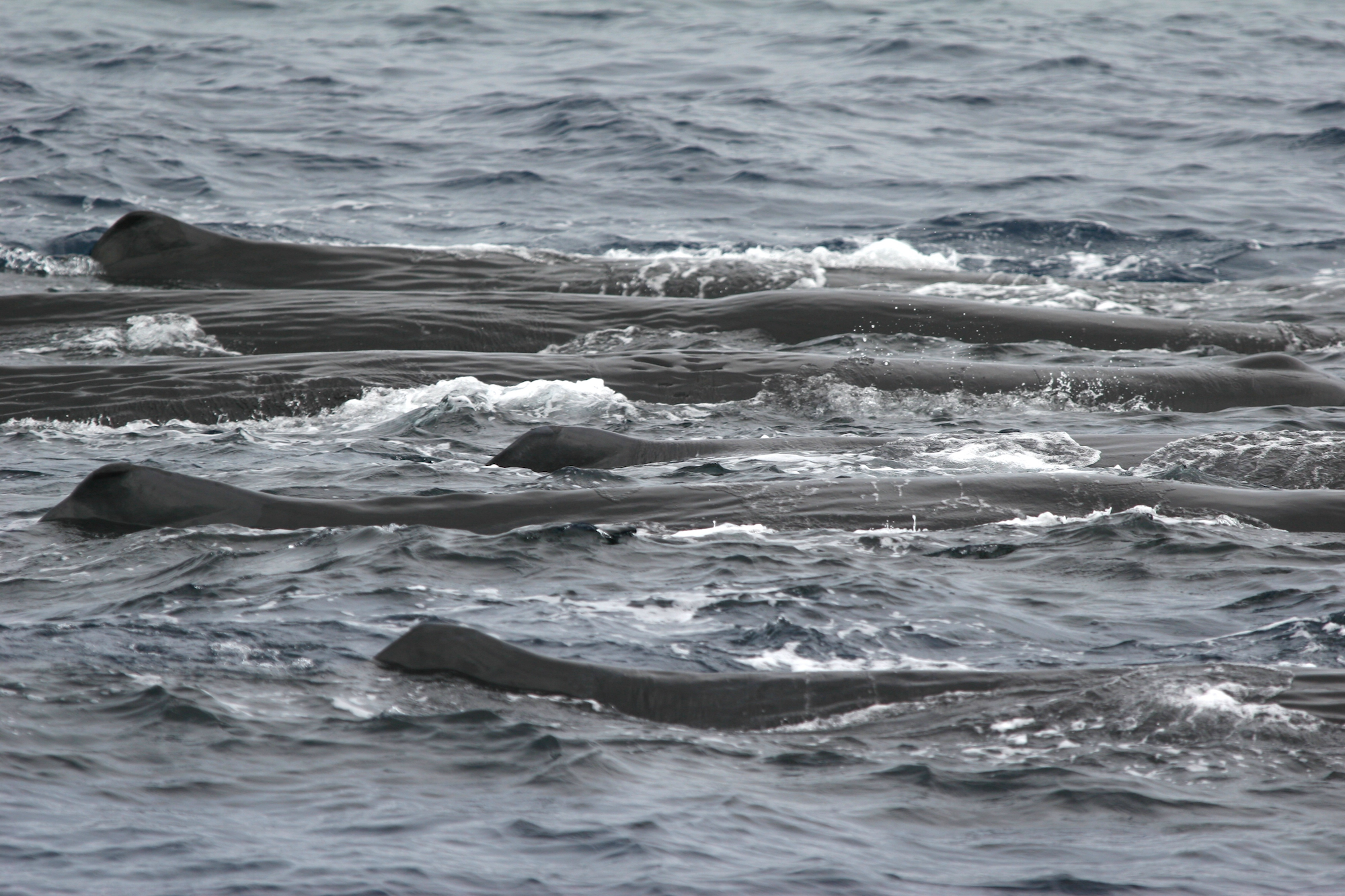 A group of sperm whales breaking the surface together in gray water.