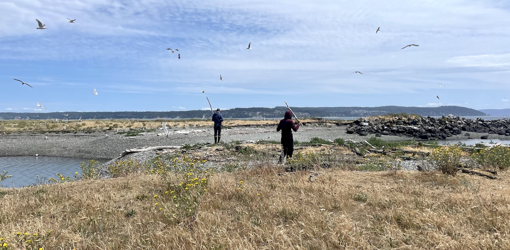 Two people on a rocky beach with driftwood, holding sticks, surrounded by seagulls under a partly cloudy sky.