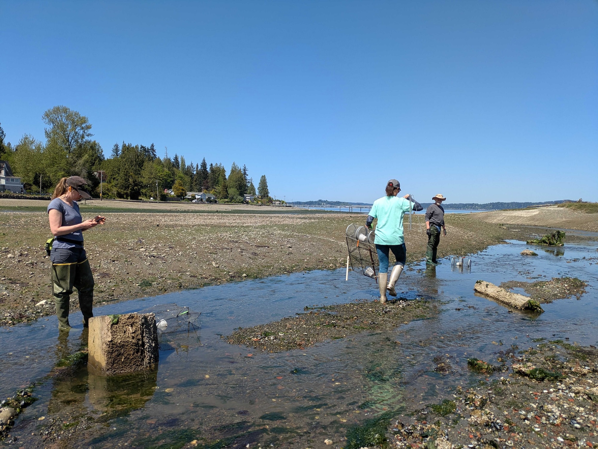 Three people setting crab traps in shallow mudflats.