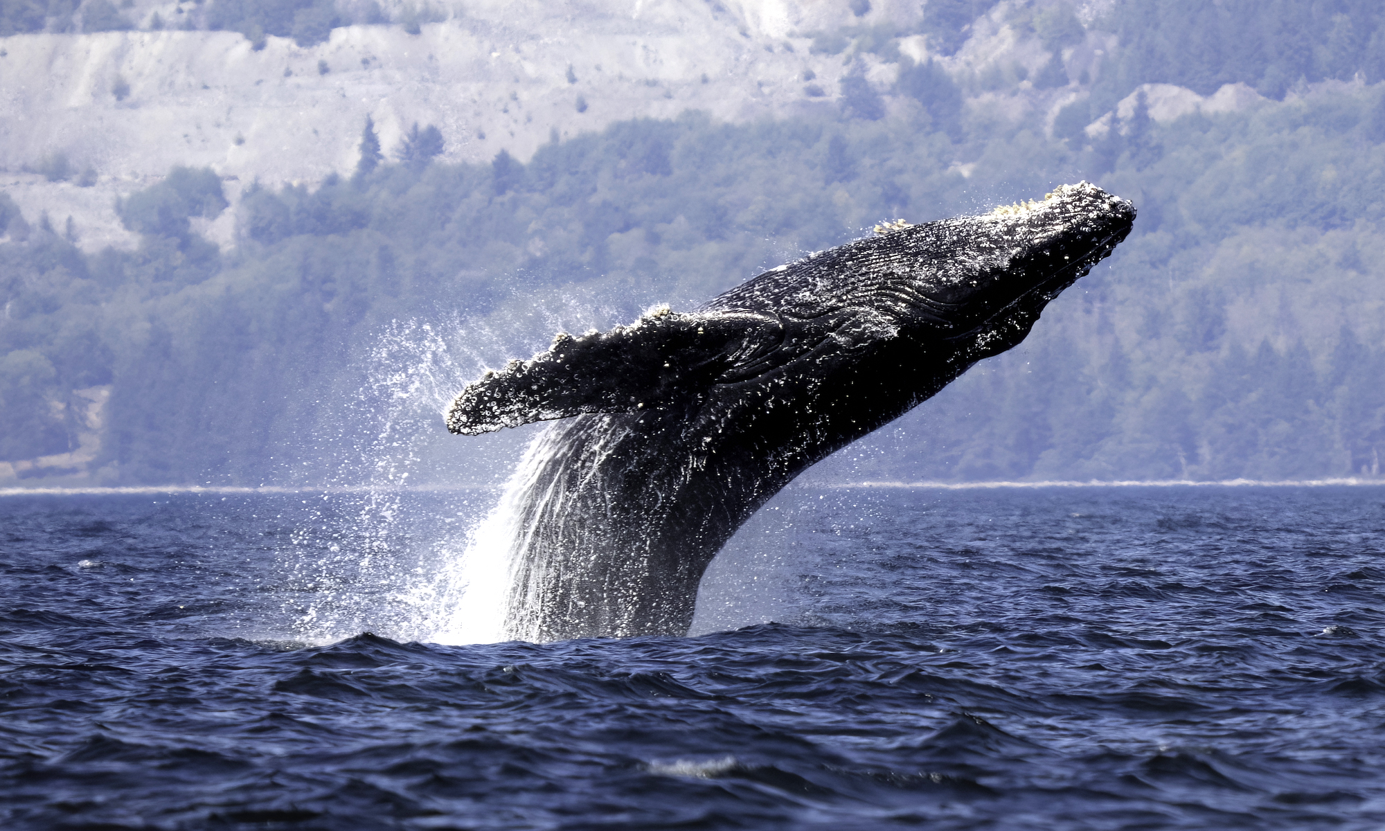A humpback whale seen breaching with more than half of its body out of the water. Land with bare cliff and trees in the background.