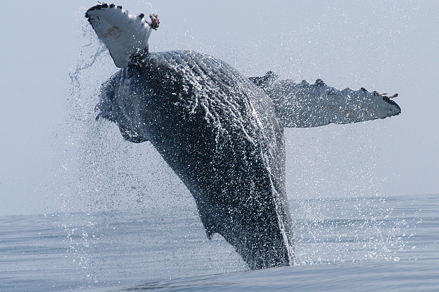 A humback whale breaching