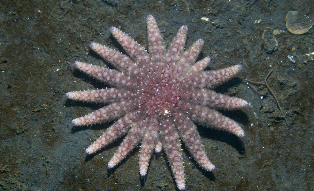 Underwater view of a single, pink and white sea star with many long arms and a few short ones.