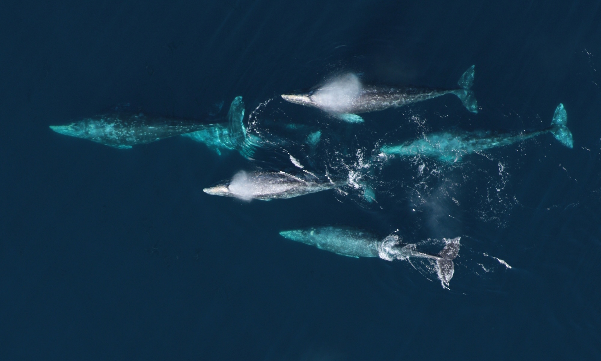 A group of five gray whales swimming in the same direction seen from above.