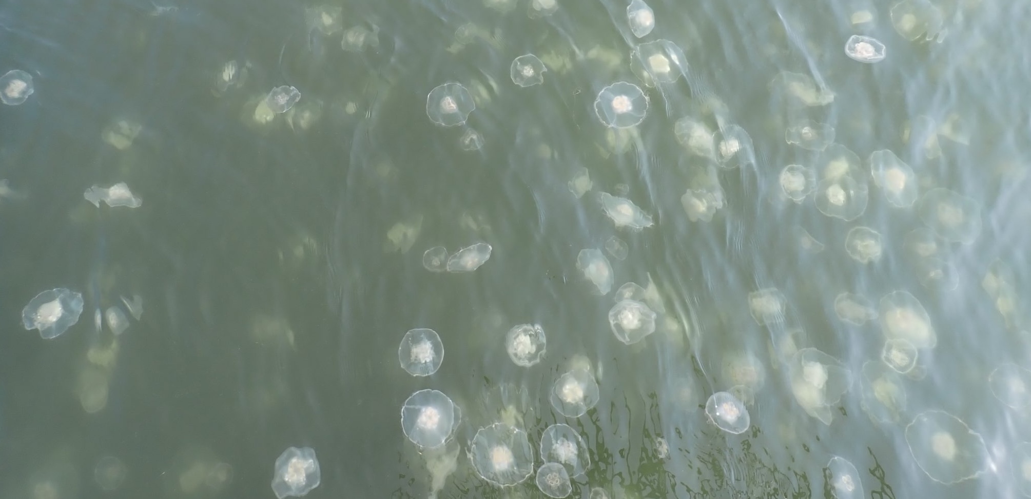 Moon jellies seem to do well in warmer, low-oxygen waters, such as those in Sinclair Inlet near Bremerton in August 2022, shown here. Jellyfish may disrupt the food web by consuming large amounts of plankton needed by other species. Photo: Haila Schultz/University of Washington A group of translucent jellyfish floating in greenish water, with sunlight reflecting off the surface.