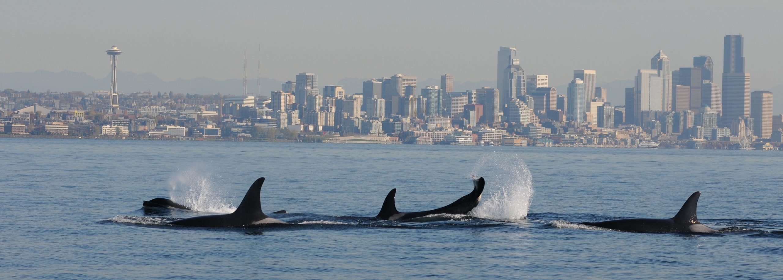 Residents and Bigg’s killer whales will be listed as subspecies by the Society for Marine Mammalogy. Here, in this 2013 photo, several southern residents pass by Seattle in Puget Sound. Photo: Candace Emmons, NOAA