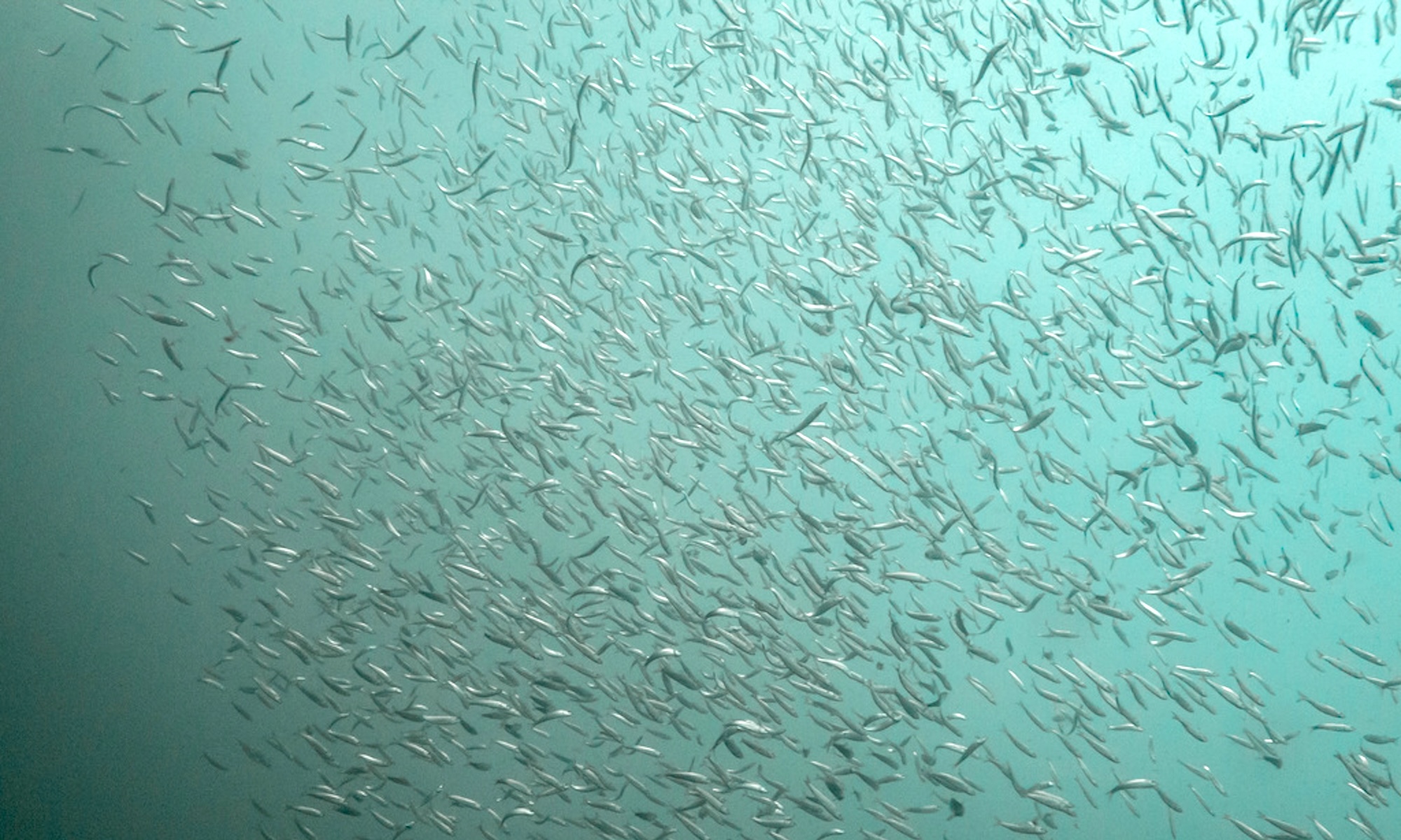 Underwater view of a school of silvery fish against and teal background.