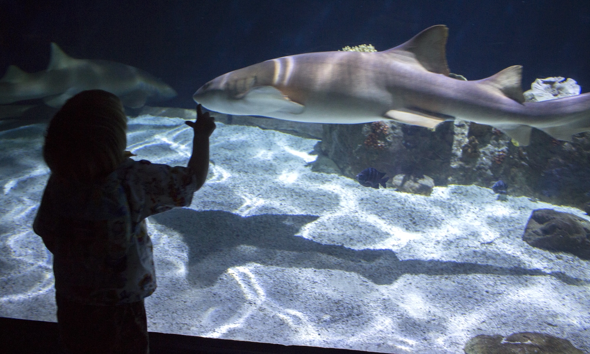 A child points at shark swimming behind glass of an aquarium.