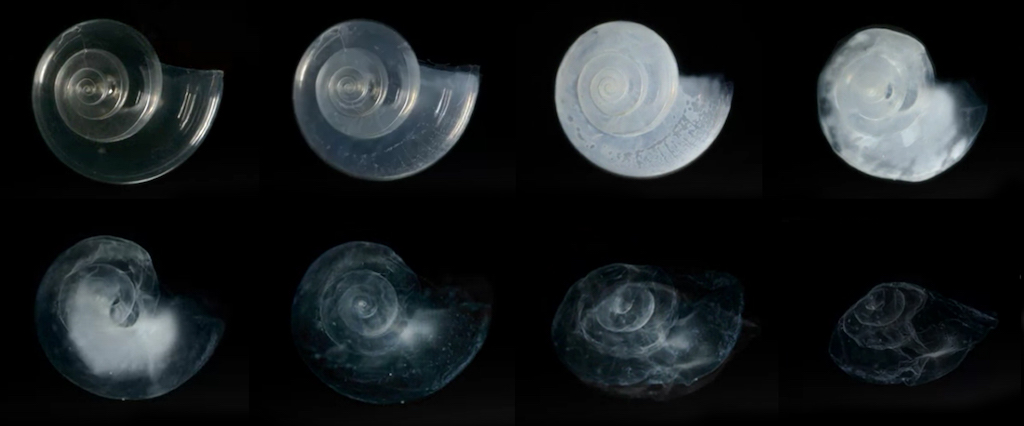 In laboratory experiments, a pteropod shell dissolved over the course of 45 days in seawater adjusted to an ocean chemistry projected for the year 2100. Photo: NOAA Environmental Visualization Laboratory