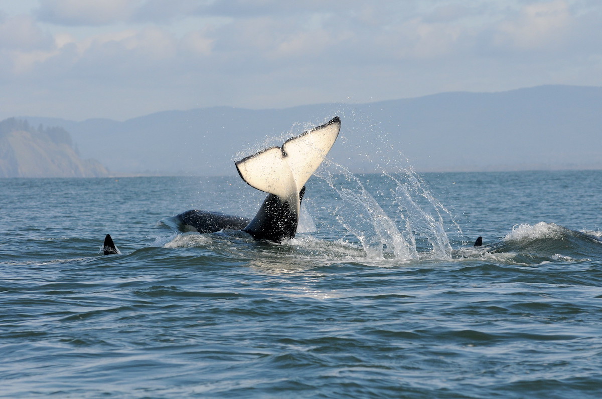 Southern resident killer whales. Photo by Candice Emmons/NOAA Fisheries (CC BY-NC-ND 2.0) 