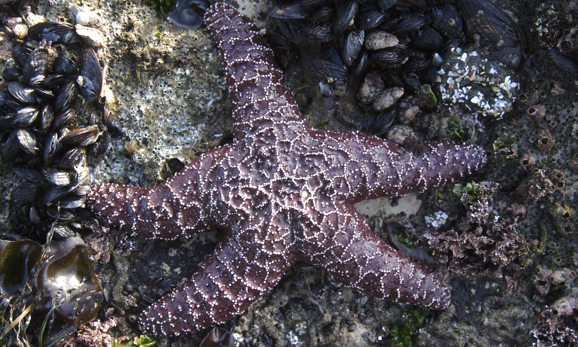 A purple sea star attached to a rock covered with mussels and seaweed.