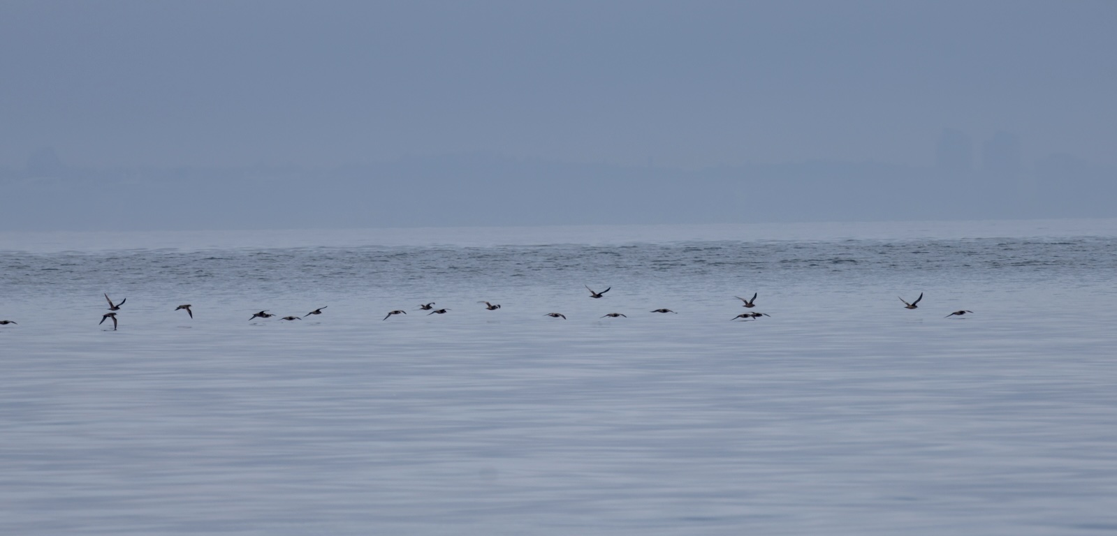 Flock of short-tailed shearwaters flying low over calm ocean water under overcast sky.