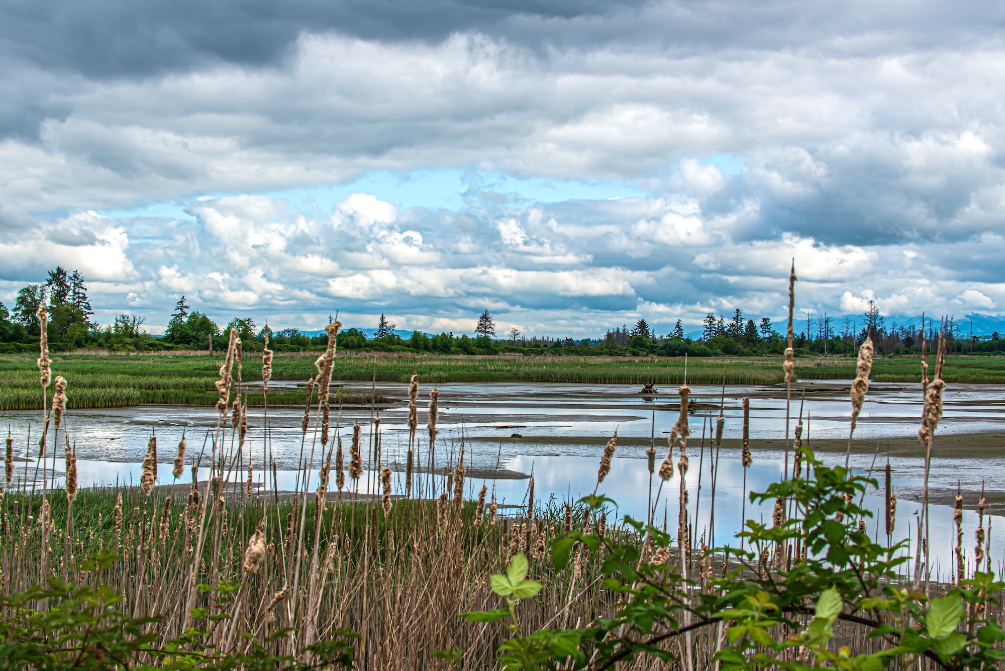 The Snohomish estuary. (AdobeStock)