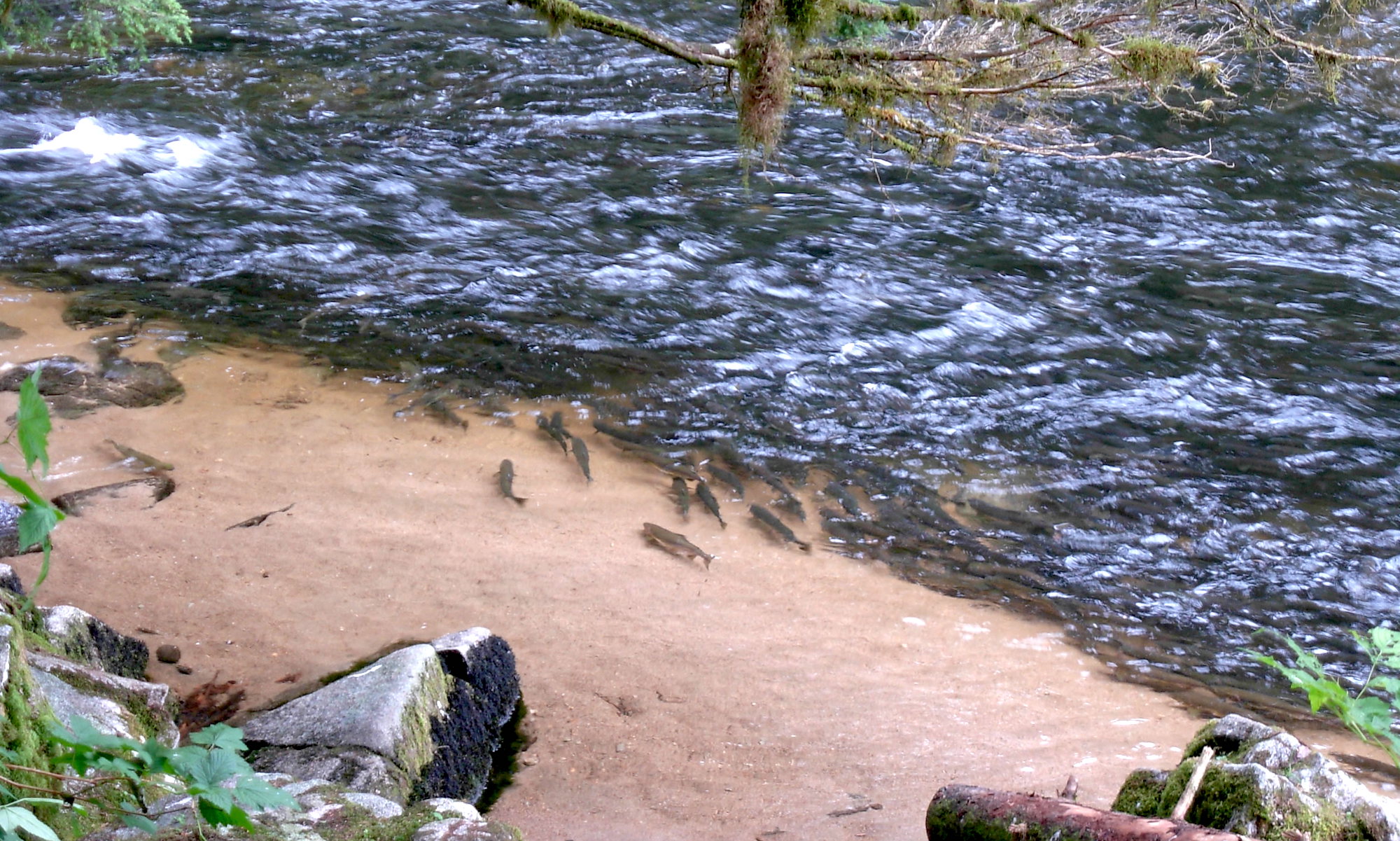 A stream full of hundreds of swimming salmon.