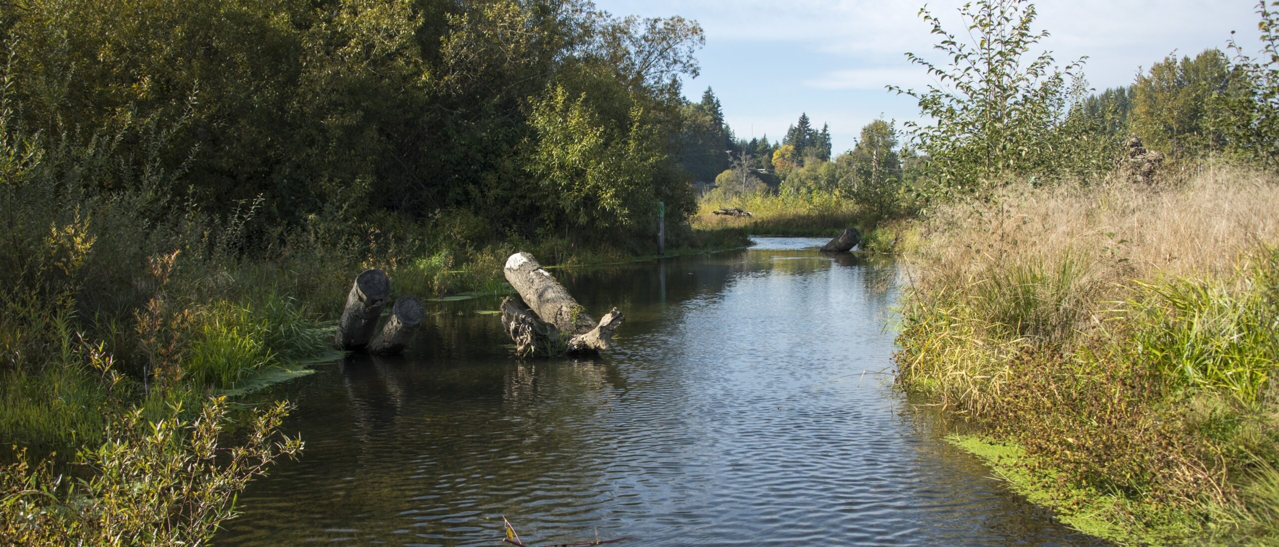 To reduce the flow of nitrogen into Puget Sound, action will be needed upstream in the watersheds, experts say. Protecting vegetation along streams is a partial solution. Treatment plants, agriculture, urban stormwater and alder trees contribute to the problem. Photo: Port of Tacoma A stream flows through dense greenery, with fallen logs in the water and trees and vegetation crowding both banks under a clear blue sky.