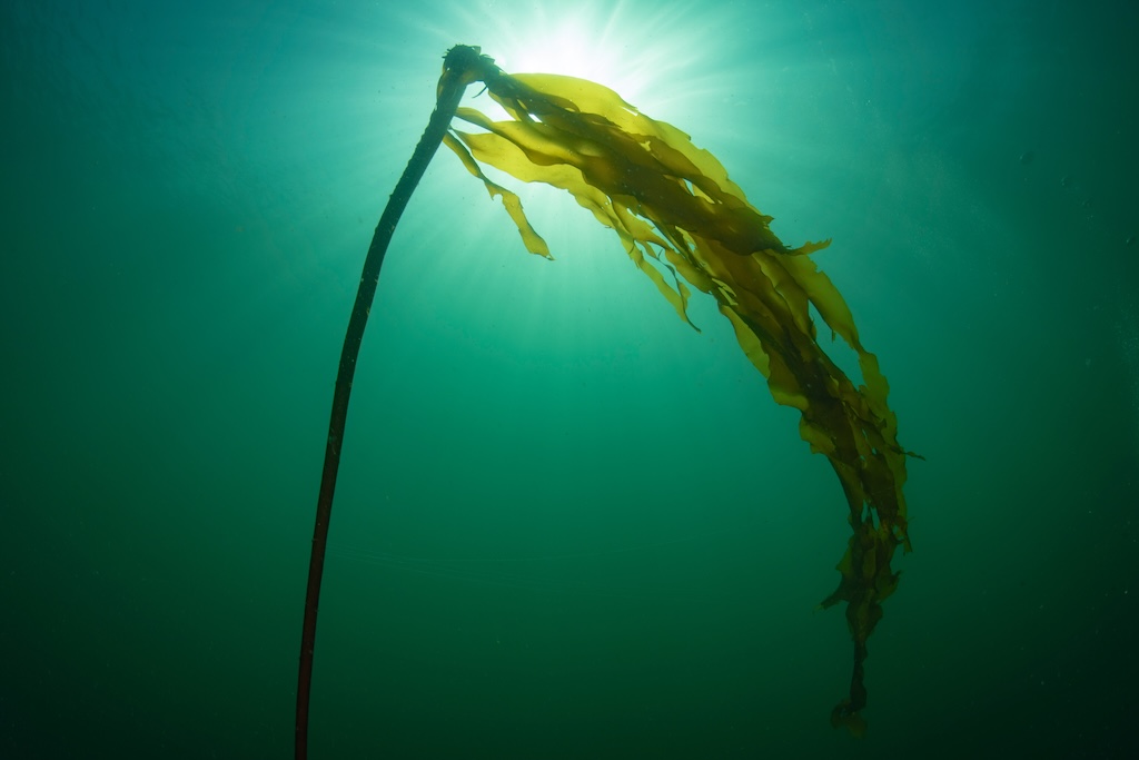 Underwater view of bull kelp against a blue-green background with sunburst above and behind it