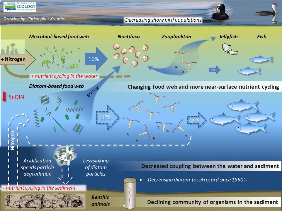 Marine Phytoplankton Food Chain