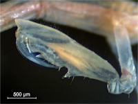 The male gnathopod of Caprella cf californica.