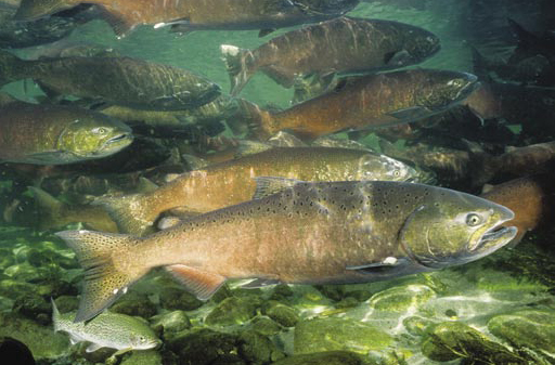 Chinook salmon. Image courtesy of NOAA.